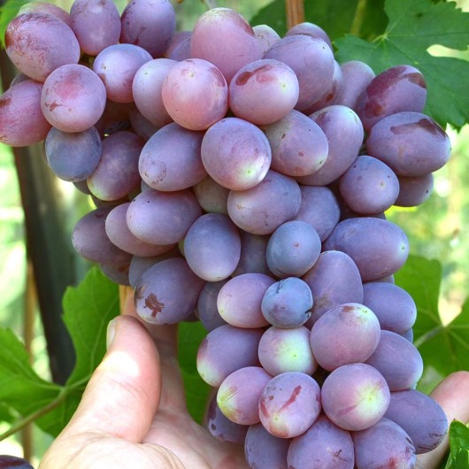 Taňjuša rezistentný stolový vinič