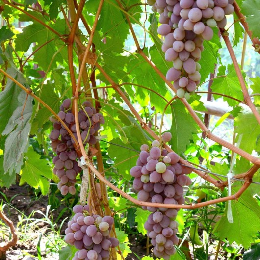 Timur Rozovy Table Grape Vine