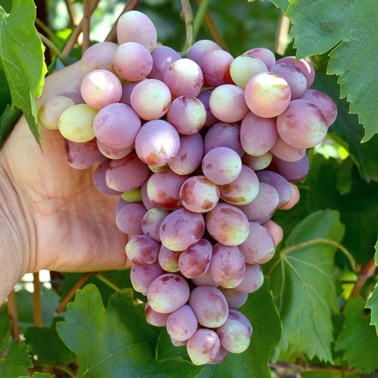 Timur Rozovy Table Grape Vine