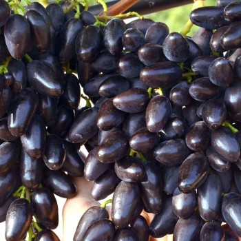 TOMAJSKIJ rezistentný stolový vinič