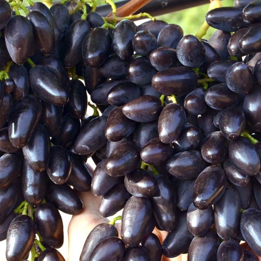 TOMAJSKI Tafeltraube