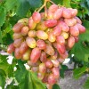 UCH TY bare-root grafted table grapevine