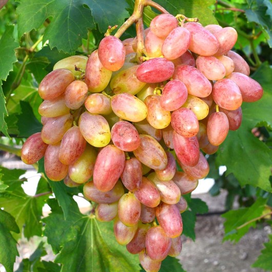 UCH TY rezistentný stolový vinič