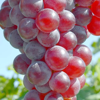 VATRA rezistentný stolový vinič