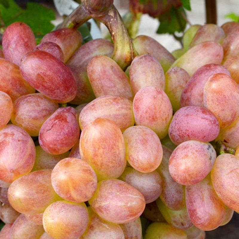 VIKTOR container grown grape vine
