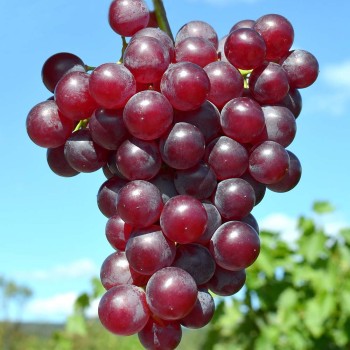 VINERED rezistentný stolový vinič