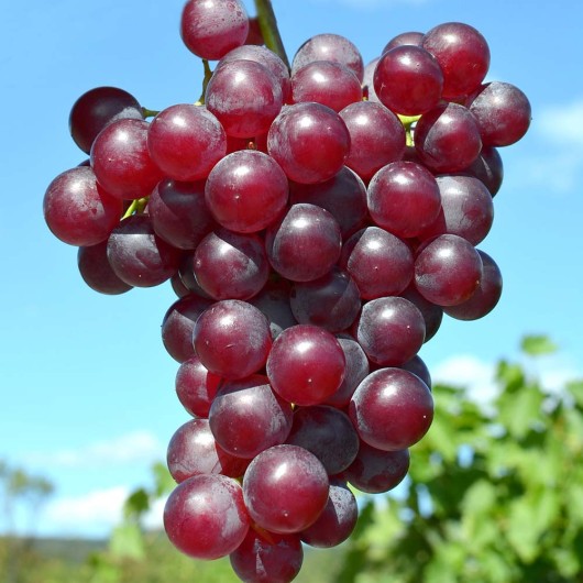 VINERED Table Grape Vine