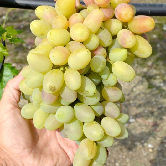 Vodogray Table Grape Vine