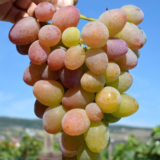 VOSTORG KRASNY Table Grape Vine