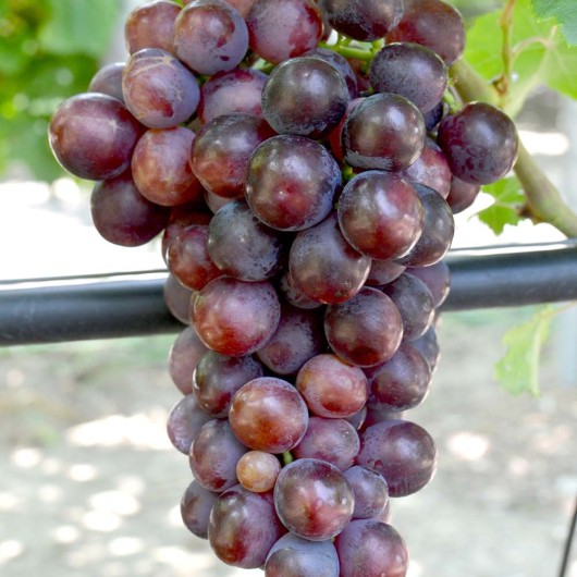 SARJA NESVETAJA Tafeltraube