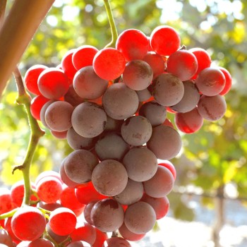 Zori Kremľa rezistentný stolový vinič