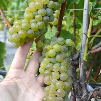 ADALMIINA rezistentný vinič