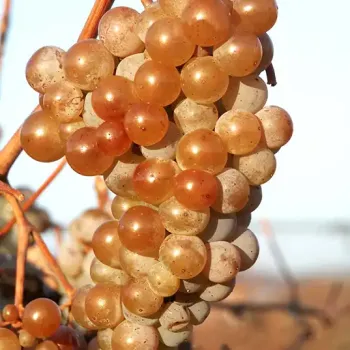 CITRONNYJ MAGARAČA rezistentný vinič