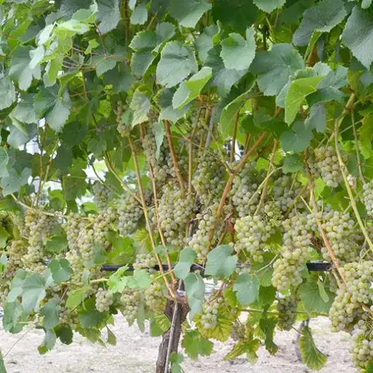 DUBLJANSKI Weintraube