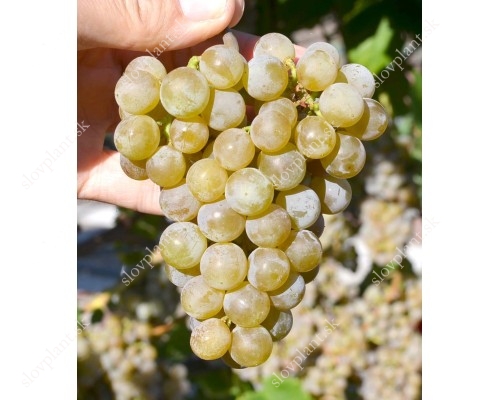 DUBLYANSKY Wine Grape Vine