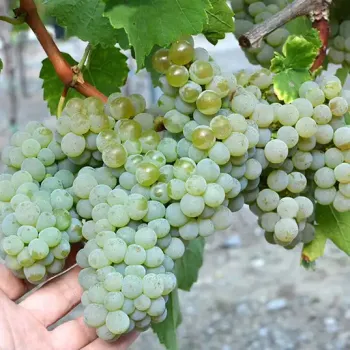 Frontenac Blanc Weintraube