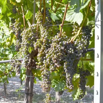 FRONTENAC GRIS Weintraube