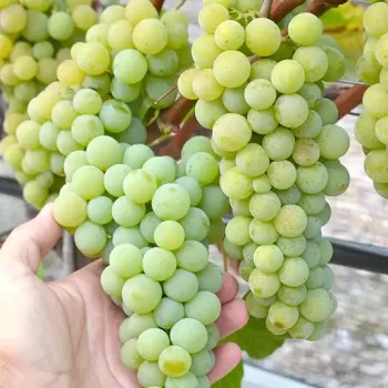 JUTRZENKA Weintraube