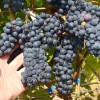 KRASEN container grown grape vine