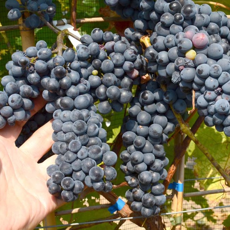 KRASEN container grown grape vine