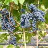KRASEN Wine Grape Vine