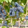 KRASEN container grown grape vine