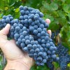 LIVADISKY CHERNY container grown grape vine