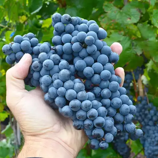 LIWADIJSKI TSCHERNY Weintraube