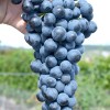 LIVADISKY CHERNY container grown grape vine