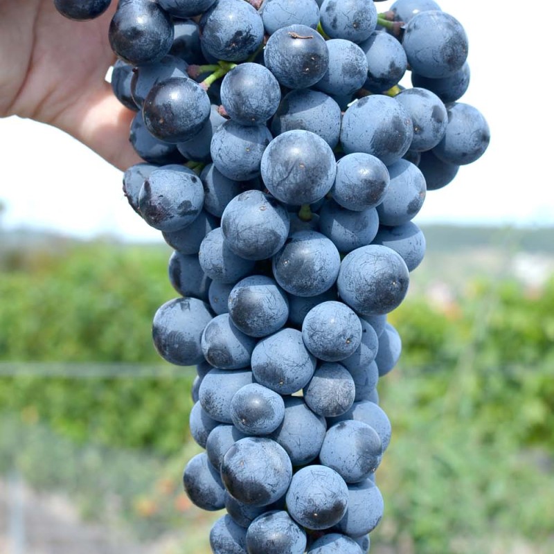 LIVADISKY CHERNY container grown grape vine