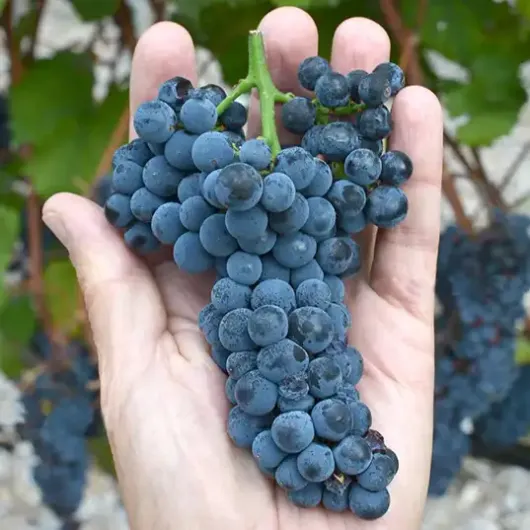 MARQUETTE Weintraube