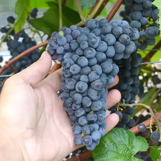 NEŽNYJ rezistentný vinič