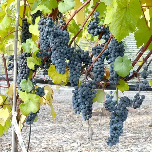 NOIRET Weintraube