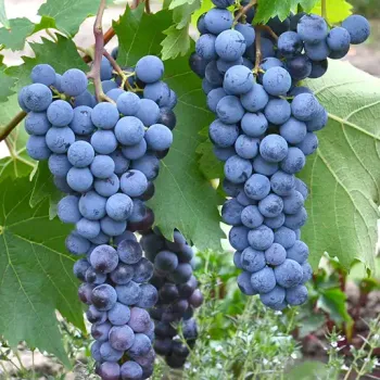 PG-116 rezistentný vinič