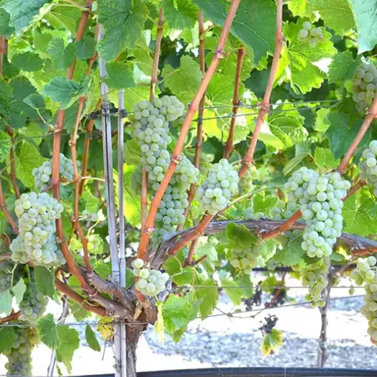 RISUS Wine Grape Vine