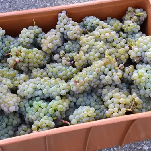 RISUS Wine Grape Vine