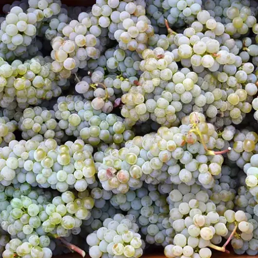 RISUS Wine Grape Vine