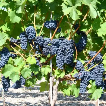 RUBIN GOLODRIGI rezistentný vinič