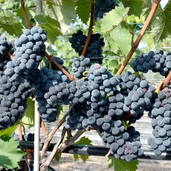 SABREVOIS rezistentný vinič