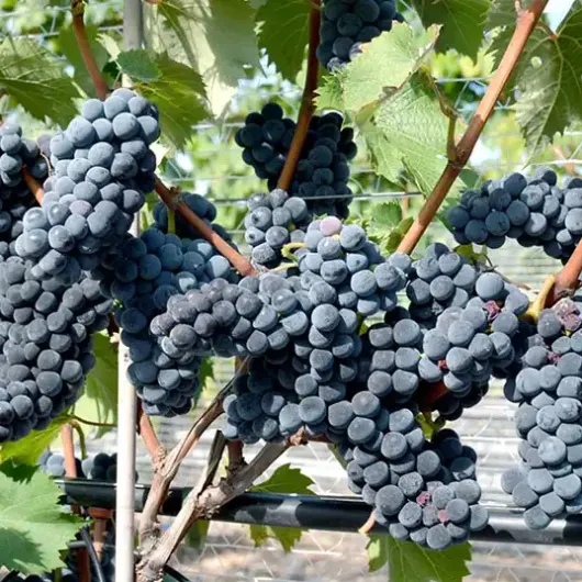 SABREVOIS rezistentný vinič