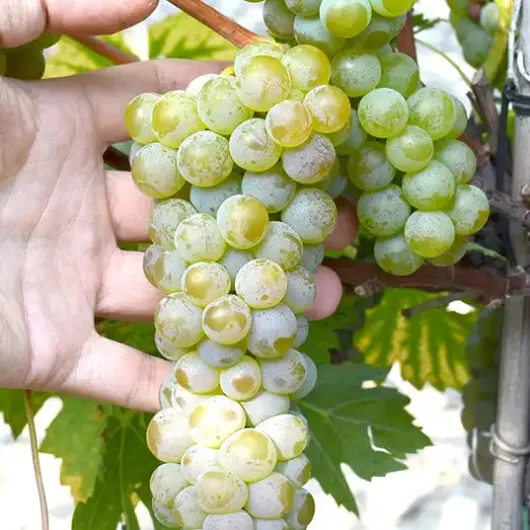 Seyval Blanc Wine Grape Vine