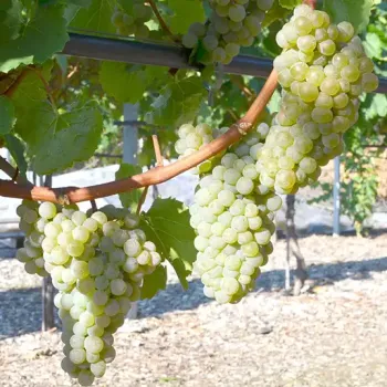 SV 20.366 rezistentný vinič