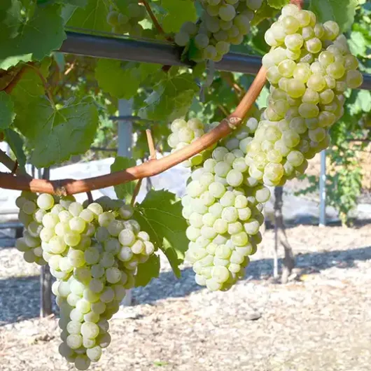 SV 20.366 rezistentný vinič