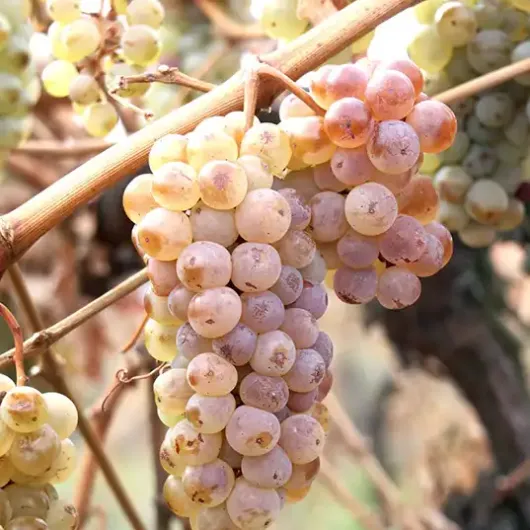 Dattier de Saint Vallier Weintraube