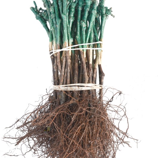 MATADOR rezistentný stolový vinič