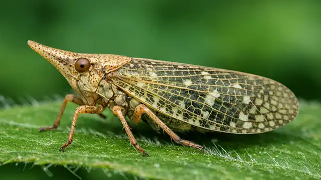 Dictyophara europaea - rozšírený najmä v južnej a strednej Európe