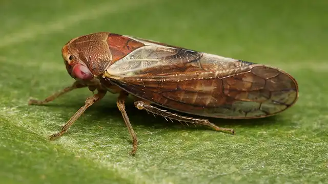 Oncopsis alni - špecializovaný najmä na jelše