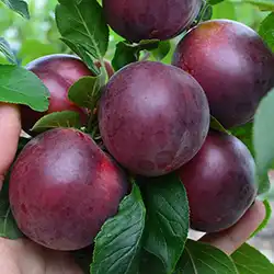 Nakupujte na tutifruti.sk